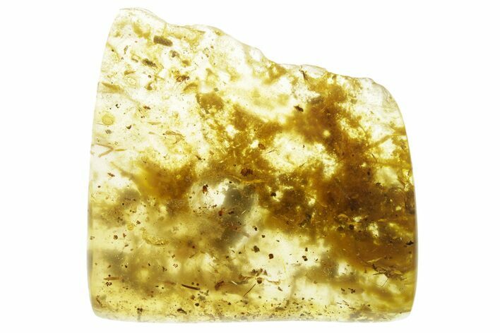 Polished Colombian Copal ( g) - Contains Flies and Ants! #355432